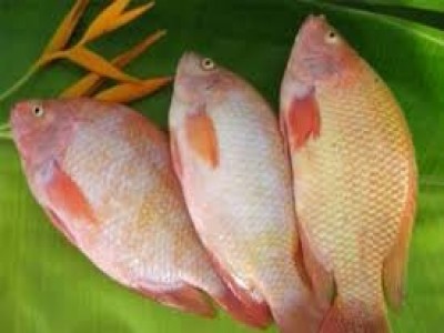 Cá rô phi đỏ - Công Ty TNHH Thanh Hiếu Foodstuff